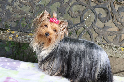 Étalon Yorkshire Terrier - Geisha lady du Rocher de la Barmaz