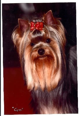 Étalon Yorkshire Terrier - Mad Square Garden Sherlock homes