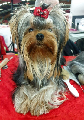 Étalon Yorkshire Terrier - CH. Tentation du Mas des Anges