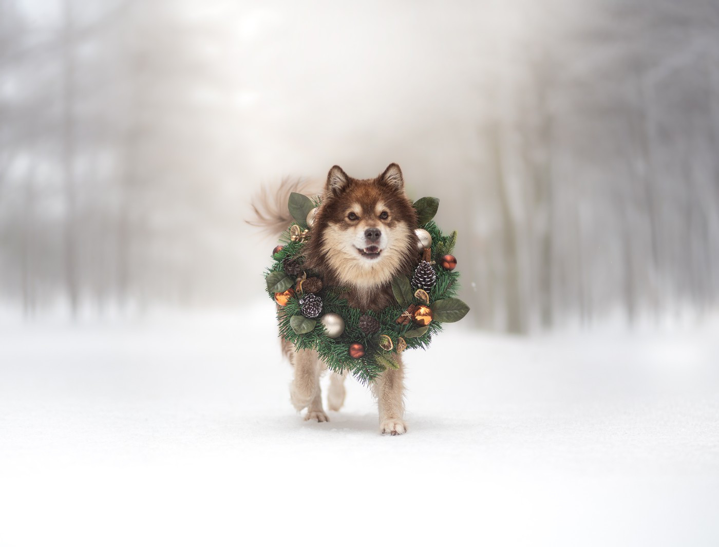 CH. Lord thranduil du Domaine D'Arinella Bianca