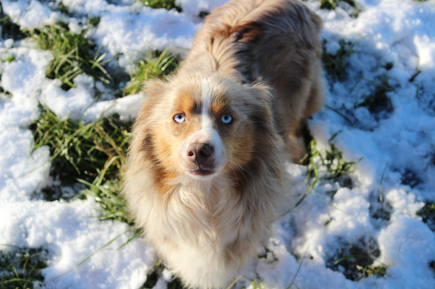 Publication : Des Compagnons Du Lattay 