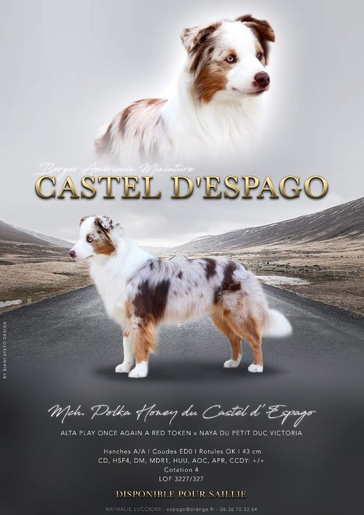 Publication : Du Castel D'Espago 