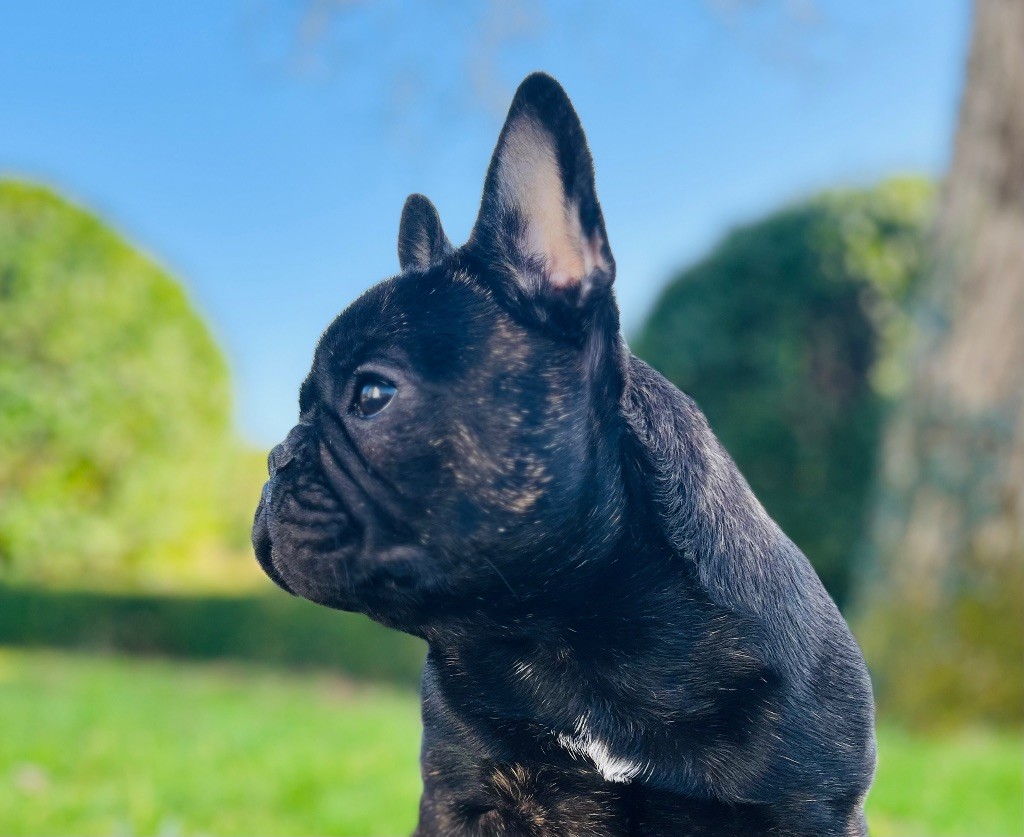 Publication : de l'Empire des Hellls Auteur : Lâ€™empire des helllâ€™s