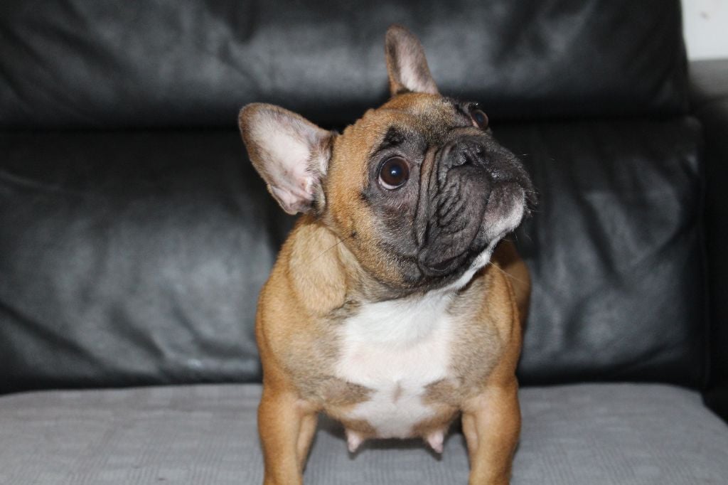 Publication : Du Jardin Des Guess