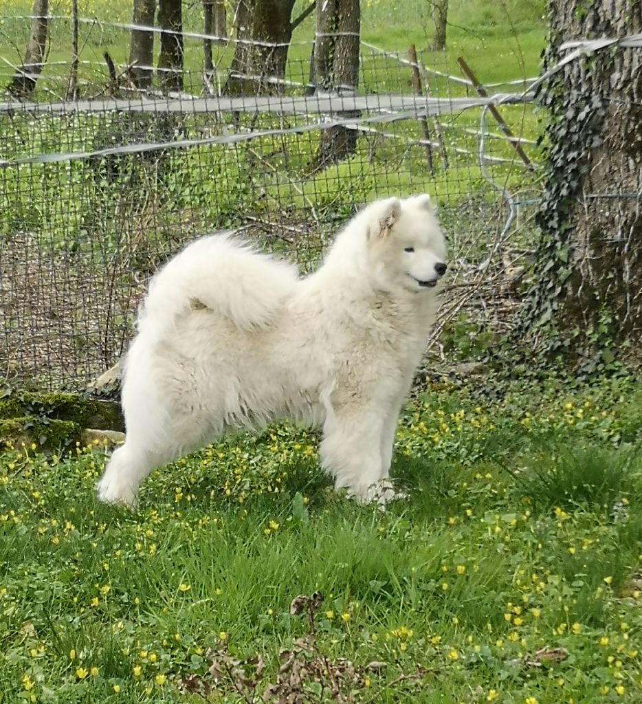 Publication : Of bloom white