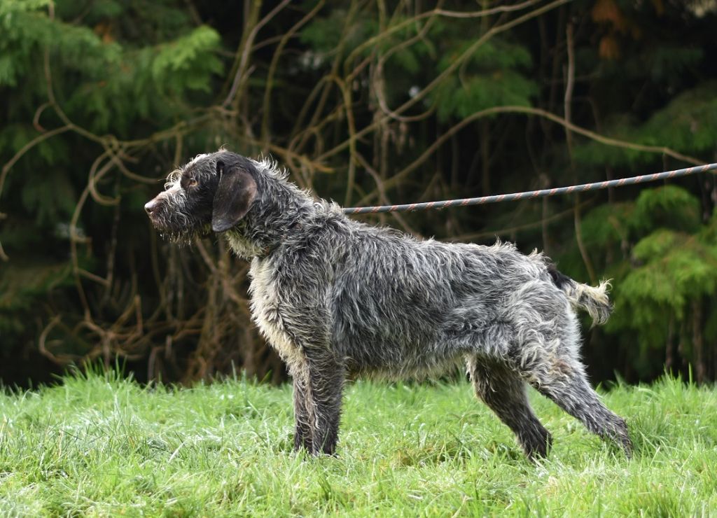 Publication : du pont du riot d'Esnes Auteur : emma dupont