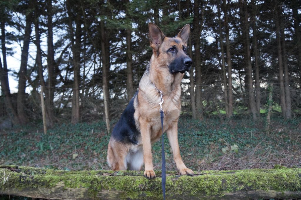 Publication : Du Domaine D'Anteros 