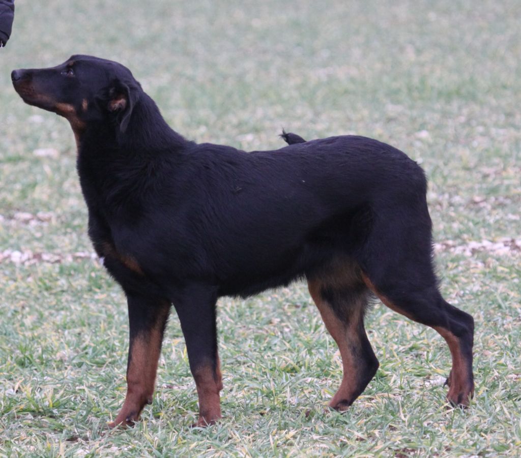 Publication : des Vaux rouges Auteur : BEST IN SHOW KENNEL