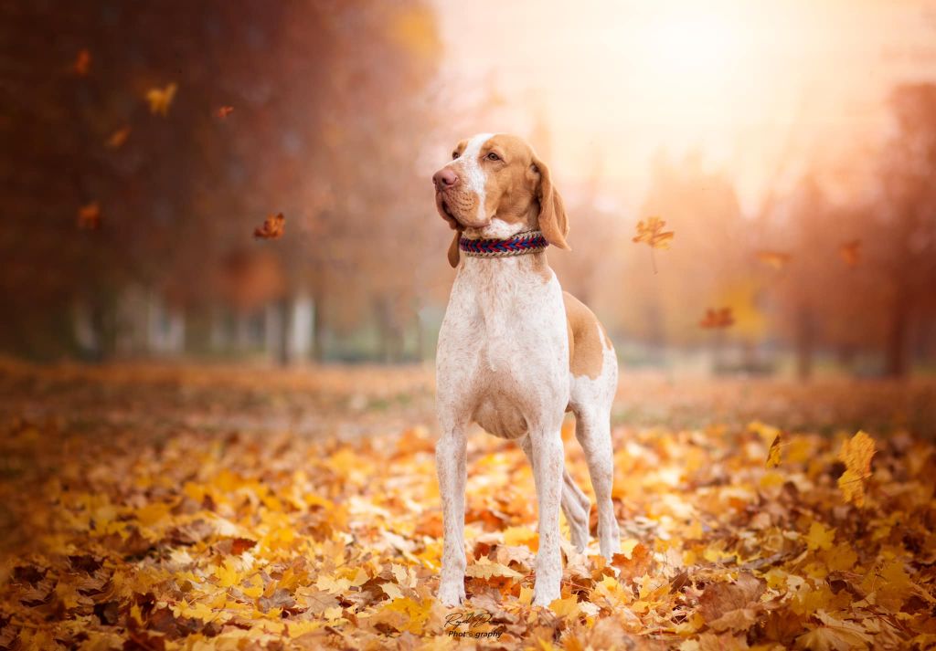 Publication : Dreamond 