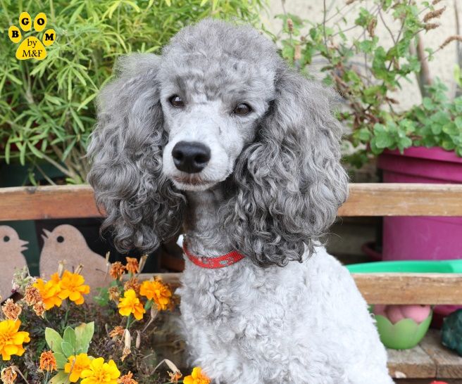 Publication : The beautiful grey of marysa Auteur : By BGoM