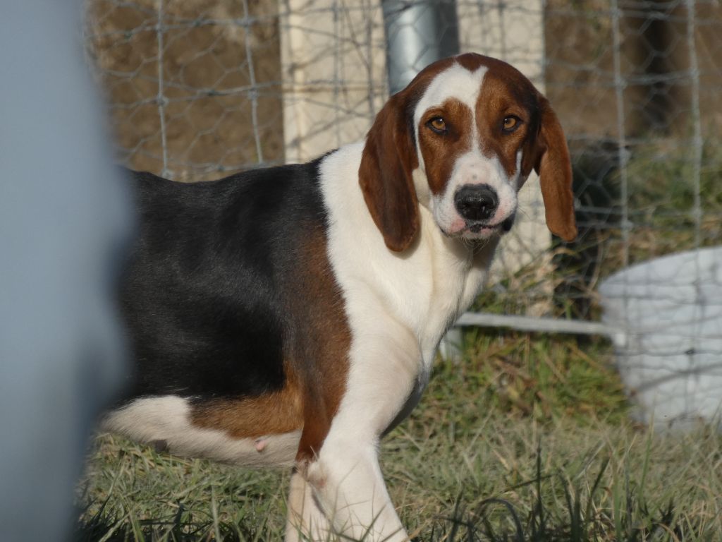 Publication : Du Pont Pyrimont 