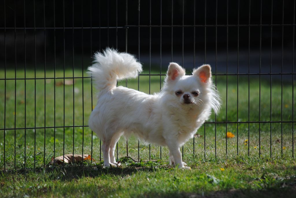 Ma reine des neiges Des muses du haut forez