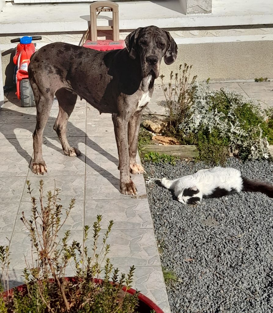 Publication : Des Gardiens Des Vanneaux