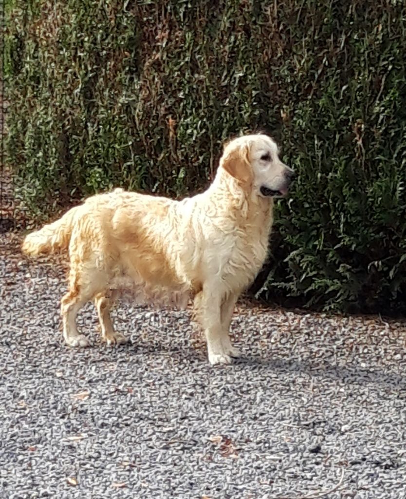 Publication : Du domaine d'alexan Auteur : DdA