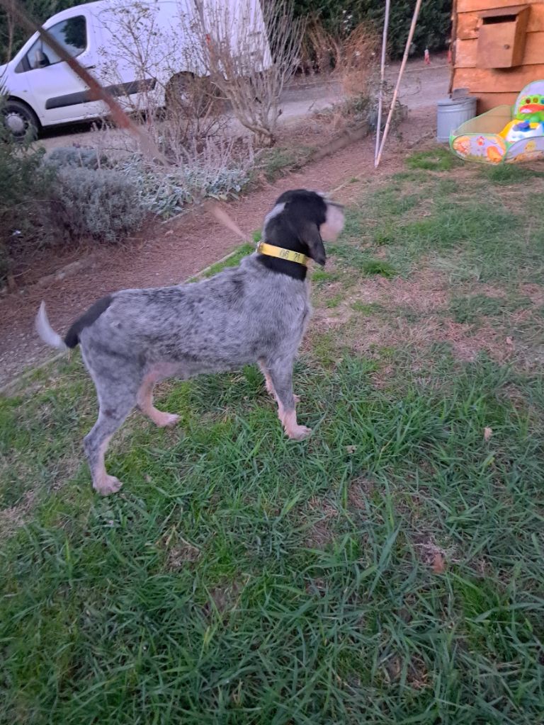 Publication : du Clos des Lebratieres Auteur : Jc coulom