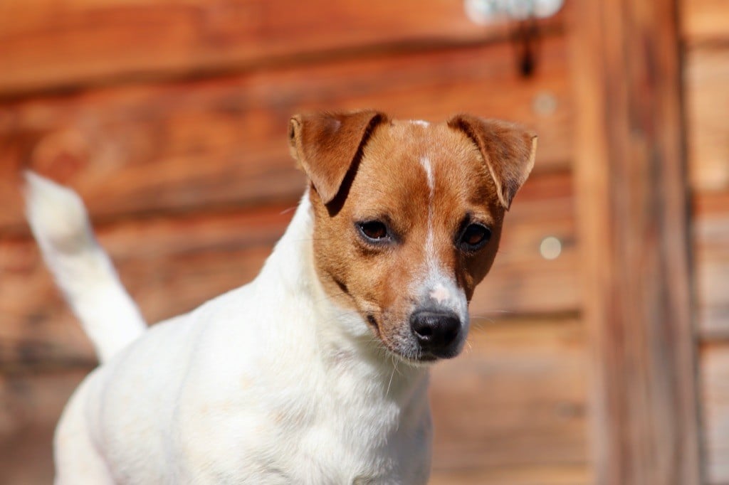 Publication : Du Bois De Capsil