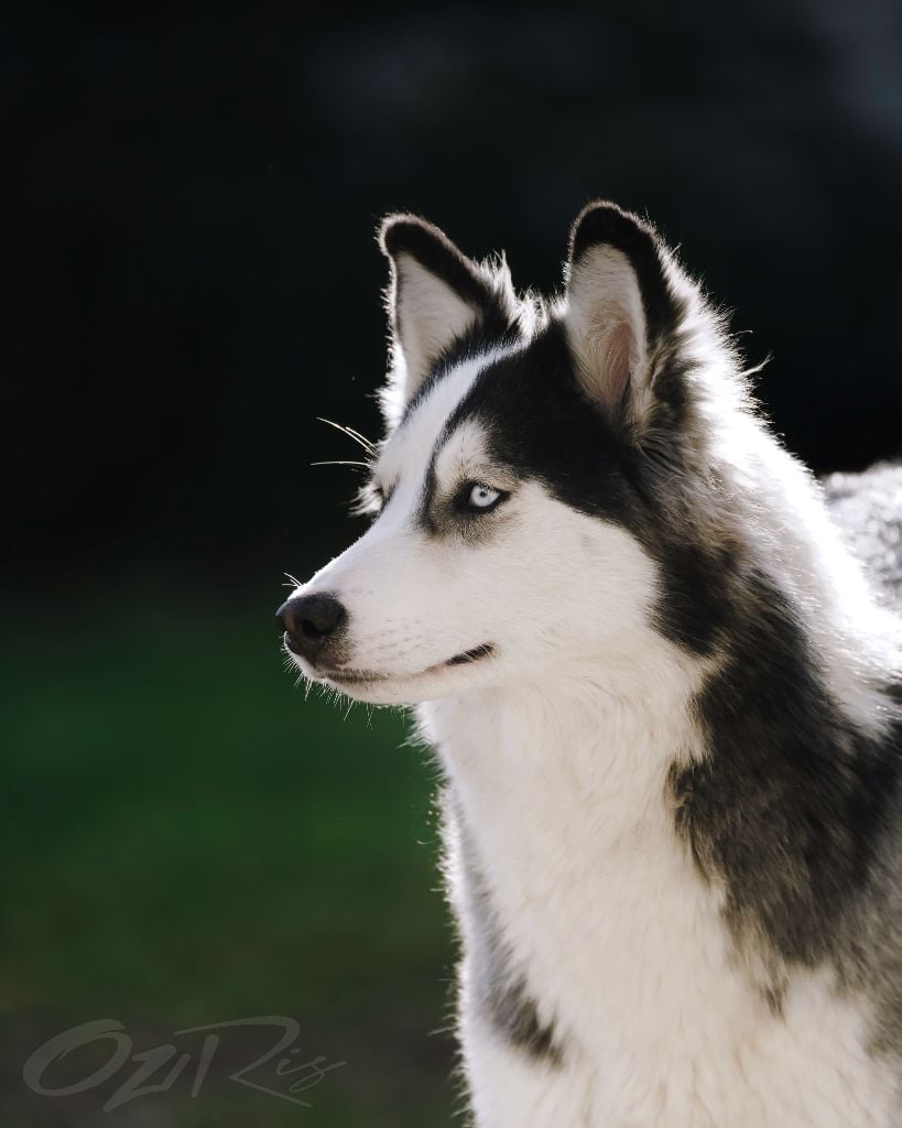 Publication : Cold Summit Auteur : Oziris