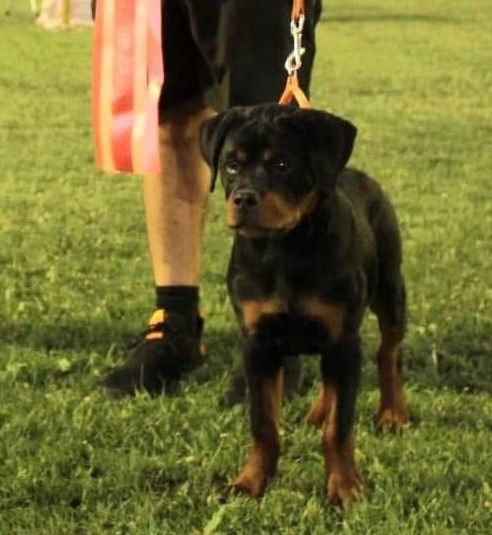 Publication : Vom Weinberges Der Hunde 