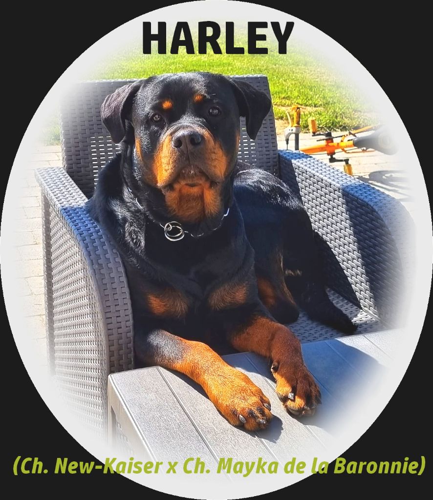 Publication : des Rotts de la Baronnie 