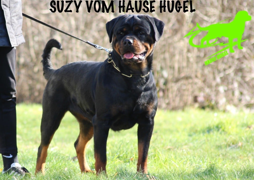 Suzy Vom Hause Hugel