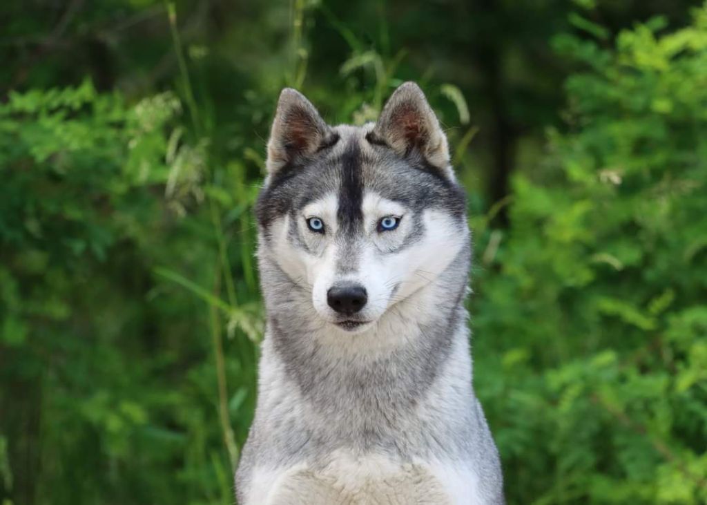 CH. Rogneda anrus house