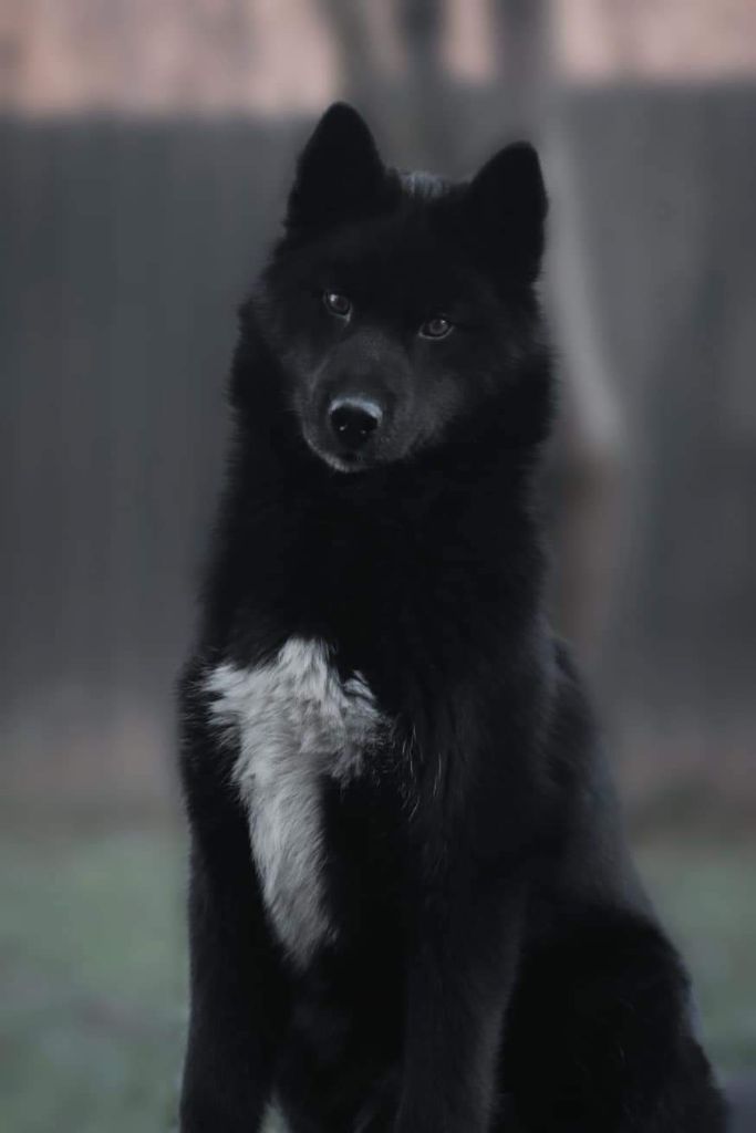 Publication : Of Legendary's Reborn