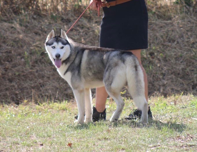 Pirate De Branco De Neve