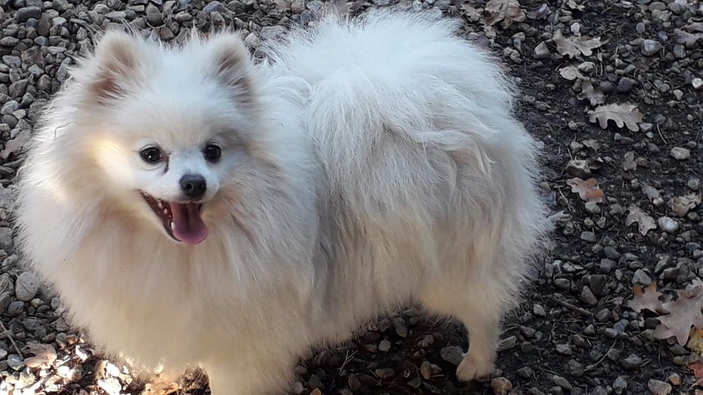 Publication : Des Dragons Maya 