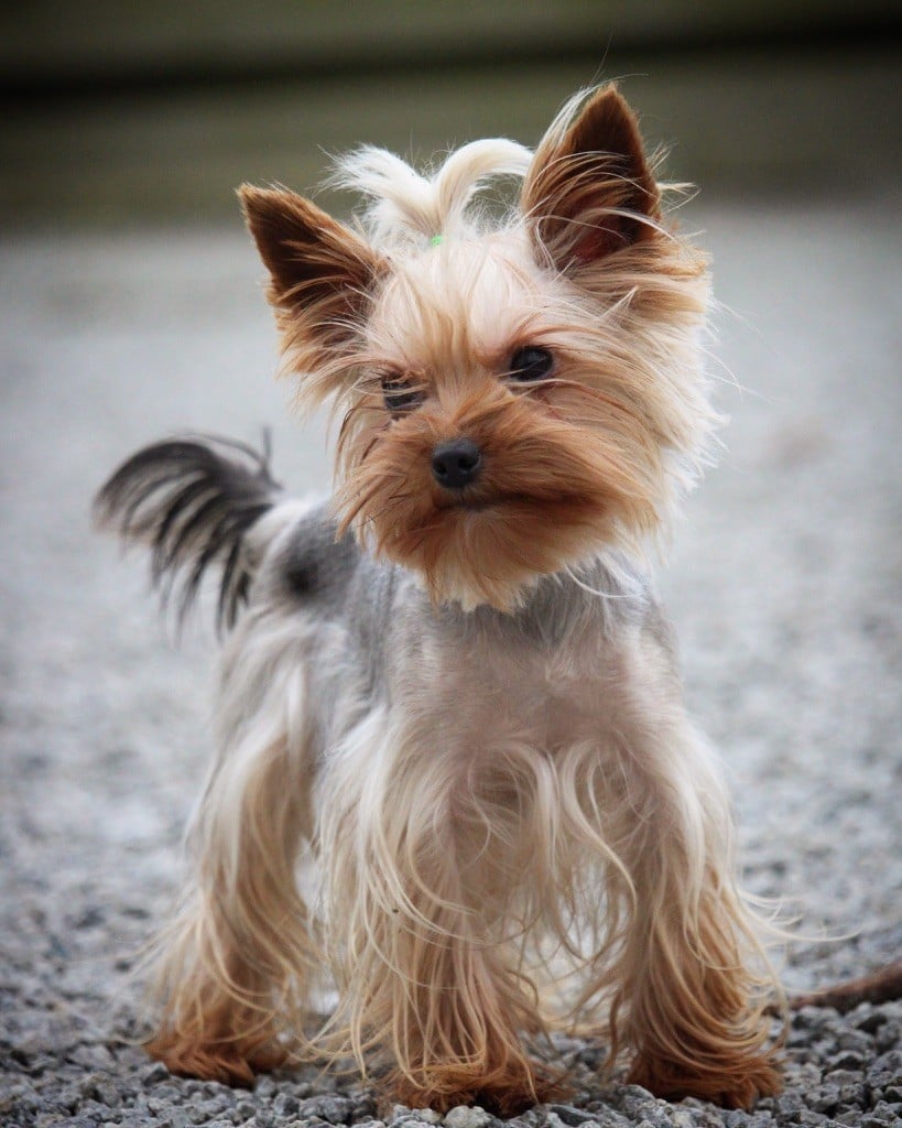 Publication : Des Vents D'Océan 