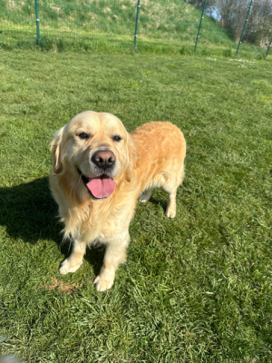 Étalon Golden Retriever - Saga Du Ruisseau De La Groseille