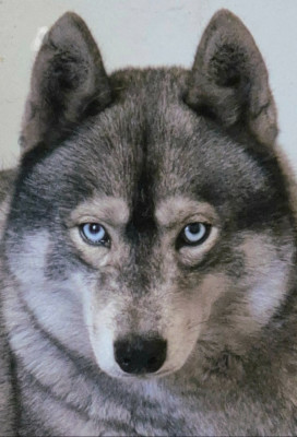 Étalon Siberian Husky - rey norte maleficent