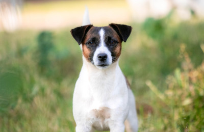 Étalon Jack Russell Terrier - True dream du Bois de Compiègne