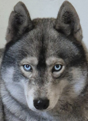 Étalon Siberian Husky - rey norte maleficent