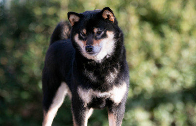 Étalon Shiba - Tamiko du Bois de Compiègne