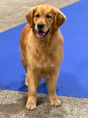 Étalon Golden Retriever - Oh my baby love Ar Bann Heol