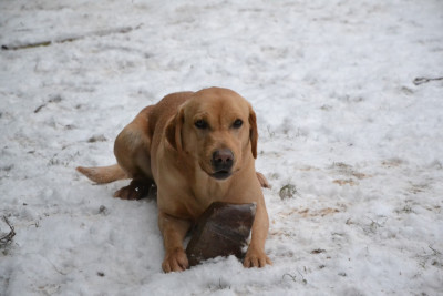 Étalon Labrador Retriever - Ki Kalonek Tonnerre de brest