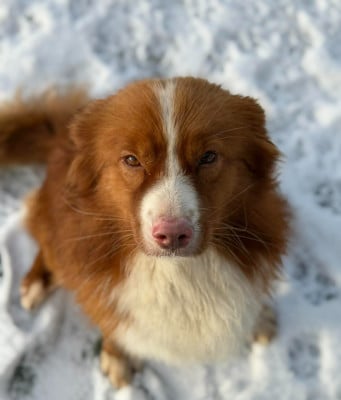 Étalon Retriever de la Nouvelle-Ecosse - Tramadol De La Haye De Genet