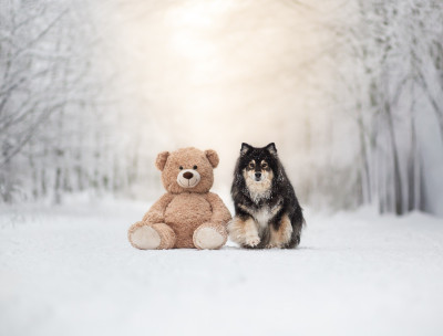 Étalon Chien finnois de Laponie - CH. Ororo munroe storm Du Pays Des Mille Lacs