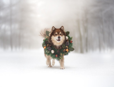 Étalon Chien finnois de Laponie - CH. Lord thranduil du Domaine D'Arinella Bianca