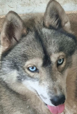 Étalon Siberian Husky - rey norte Maleficent