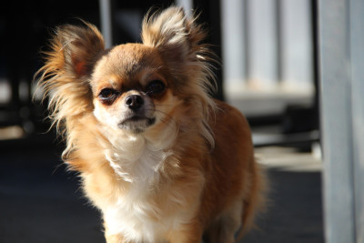 Étalon Chihuahua - Misty Meadow's Mad woman