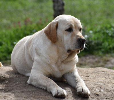 Étalon Labrador Retriever - Saphir Du Moulin Sault