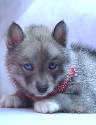 Étalon Siberian Husky - rey norte Maleficent