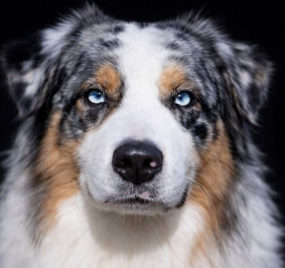 Étalon Berger Australien - Replay blue dream with diego du Chemin de la Lune aux Reves