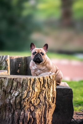Étalon Bouledogue français - Sakura De La Source Wakanda