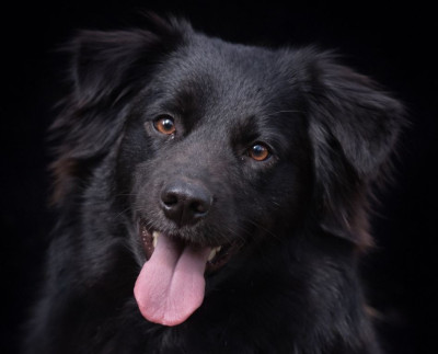 Étalon Berger Australien - Tessa Good Spotted Paradise