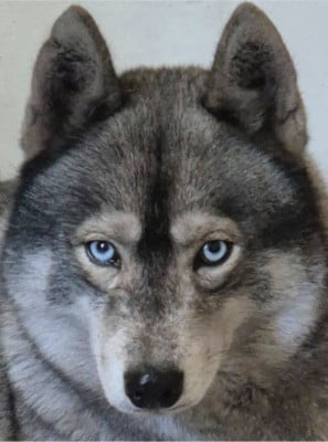 Étalon Siberian Husky - rey norte Maleficent