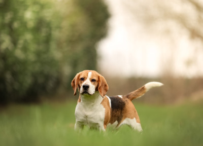Étalon Beagle - Tania dit Tyna the forgirveness american dog