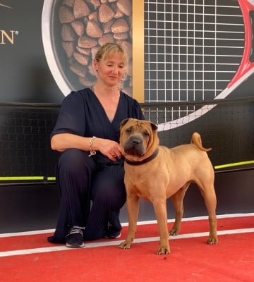 Étalon Shar Pei - CH. Sniper shot the sheriff des Ming Way