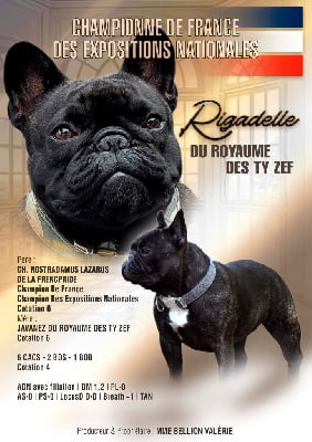 Étalon Bouledogue français - CH. Rigadelle Du Royaume Des Ty Zef